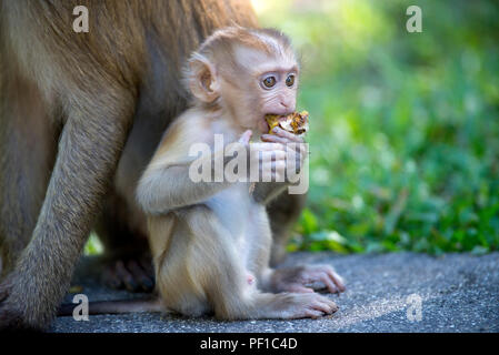 Porc nord-tailed Macaque (Macaca leonina) - bébé manger une banane - Thaïlande Banque D'Images