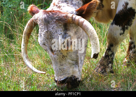 English Longhorn Bovins dans un paysage de bois sauvage Banque D'Images