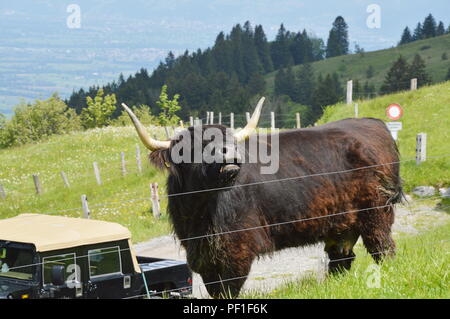 Bovins écossais noir à Appenzell Suisse ferme Banque D'Images