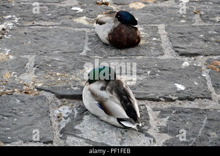 Dormir sur le canard dans la rue Lucerne Suisse Banque D'Images