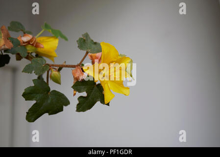 Fremontodendron californicum Banque D'Images