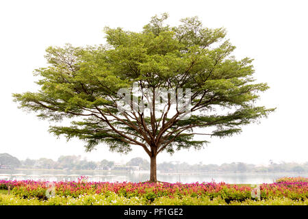 Terminalia ivorensis Chev arbre sur la lak Banque D'Images