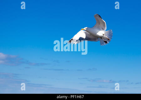 Flying seagull contre le ciel bleu en arrière-plan. Banque D'Images