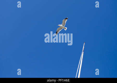 Flying seagull contre le ciel bleu en arrière-plan. Banque D'Images