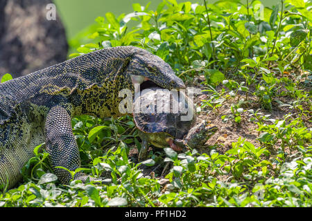 Varan d'eau tortue manger dans un parc à jour à Bangkok Banque D'Images