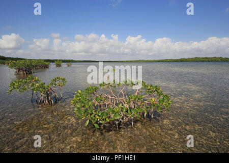 Les palétuviers rouges très peu profondes dans la zostère appartements en carte son, juste à l'ouest de Key Largo, en Floride. Banque D'Images