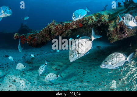 White bream, Diplodus sargus cadenati, La Graciosa, îles de Canaries, Espagne Banque D'Images