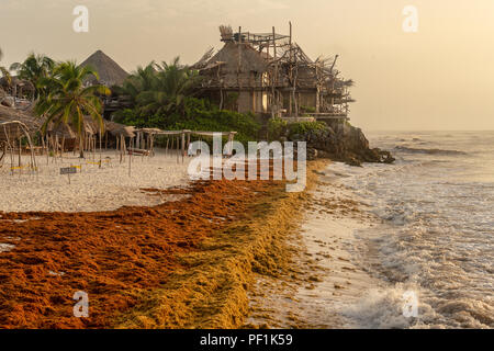 Tulum, Mexique - 11 août 2018 : l'homme est une algue Sargassum Nettoyage de la plage. Banque D'Images