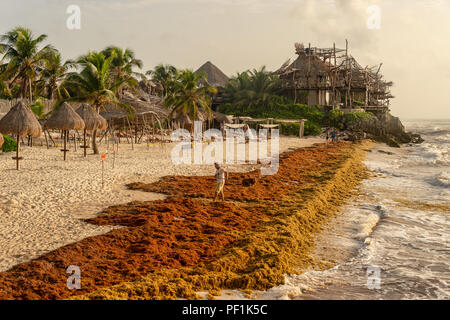 Tulum, Mexique - 11 août 2018 : l'homme est une algue Sargassum Nettoyage de la plage. Banque D'Images