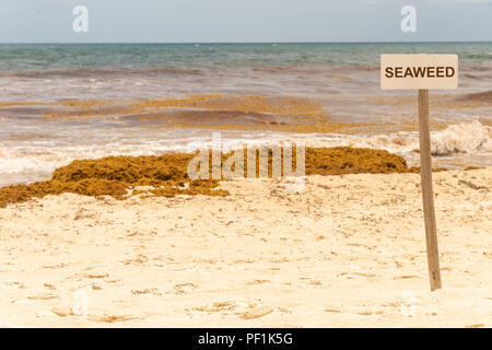 Signe d'algues et de parcelles de Sargassum seaweed sur une plage de Tulum au Mexique (montage) Banque D'Images