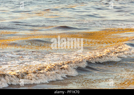 Patch algues Sargassum flottant sur l'eau à Tulum, Mexique. Banque D'Images