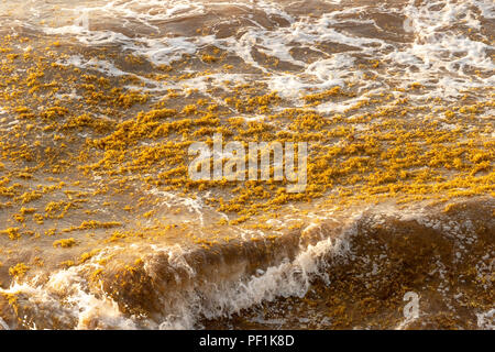 Patch algues Sargassum flottant sur l'eau à Tulum, Mexique. Banque D'Images