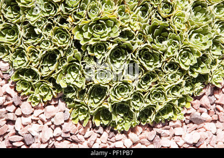 Fleur rose pierre macro shot Banque D'Images