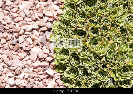 Fleur rose pierre macro shot Banque D'Images