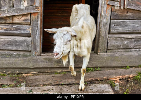 Chèvre blanche sort d'une grange en bois à la campagne. Banque D'Images