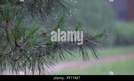 Close-up, la pluie s'écouler sur le chemin. pluie d'été, un orage, une lourde au centre récréatif, dans une forêt de pins, parc de l'eau en grosses gouttes. Banque D'Images