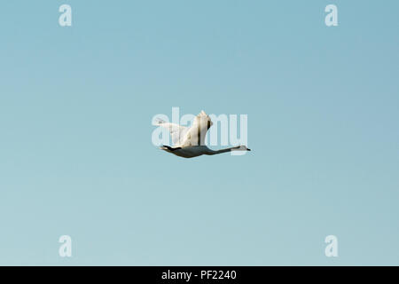 Cygne muet survolant Modifier Bessin un crachat dans le nord de l'île de Hiddensee, juste à côté de la plus grande île d'Allemagne Ruegen dans la mer Baltique. Banque D'Images