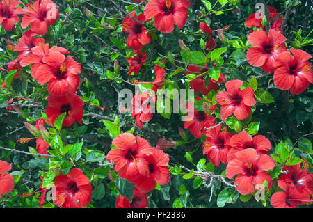 Arbre avec de grandes fleurs rouges, hibiscus, l'été, l'Espagne Banque D'Images