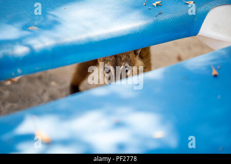 Timide et affectueux Coati ou coatimundi avec lassitude peeking through une lacune dans les transats dans un Mexique un all inclusive beach resort je cherche pour l'alimentation et l'espionner Banque D'Images