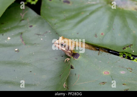 Grenouille Rousse (Rana temporaria) Août 2018 Go UK Surrey Banque D'Images