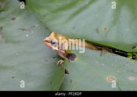 Grenouille Rousse (Rana temporaria) Août 2018 Go UK Surrey Banque D'Images