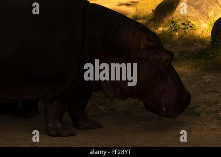 L'Hippopotame commun (Hippopotamus amphibius) Banque D'Images