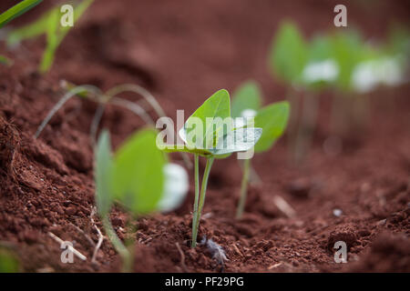 Le tracteur tirant une équipe de Black Eyed pea pickers Banque D'Images