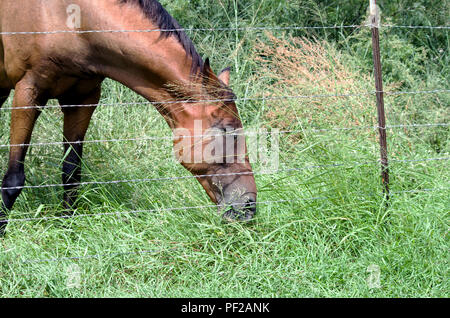 Un cheval broute paisiblement sur la baie d'herbe Johnson à l'intérieur de barbelés des clôtures. Photographié sur un lot non développées dans la banlieue de Corpus Christi, Texas USA. Banque D'Images