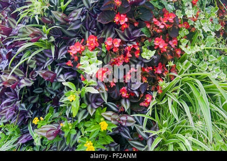 Mélange de différentes plantes vertes et fleurs Banque D'Images