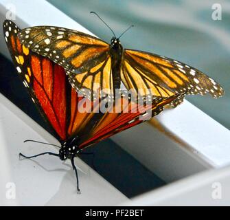 Les papillons monarques l'accouplement sur le bateau Banque D'Images