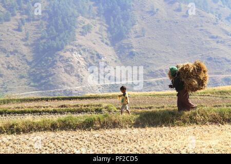 Punakha, Bhoutan - 07 novembre 2012 : une femme non identifiée portant des bottes de pailles de riz marche dans le champ de riz avec son petit fils à Punakha, Bhut Banque D'Images