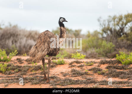 Noveahollandia, Emu dromaius, debout dans la brousse, dans l'ouest de l'Australie, Océanie Banque D'Images