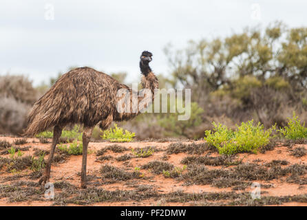 Noveahollandia, Emu dromaius, debout dans la brousse, dans l'ouest de l'Australie, Océanie Banque D'Images