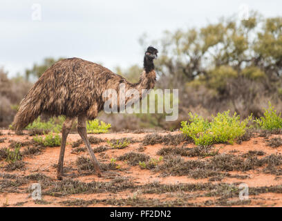 Noveahollandia, Emu dromaius, debout dans la brousse, dans l'ouest de l'Australie, Océanie Banque D'Images