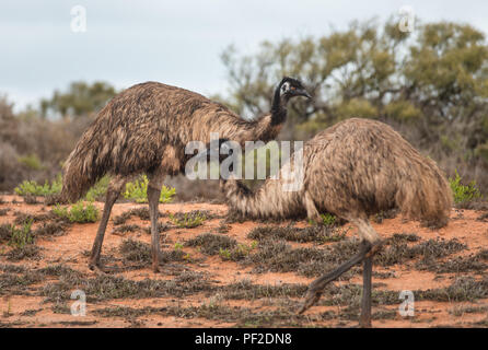 Noveahollandia Deux émeus dromaius, passant l'autre dans la brousse dans l'ouest de l'Australie, Océanie Banque D'Images