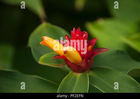 Sydney, Australie, Costus barbatus avec inflorescence rouge et jaune lumineux fleurs tubulaires indigènes au Costa Rica Banque D'Images