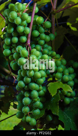 La maturation des raisins sur la vigne après une pluie en Caroline du Nord Banque D'Images