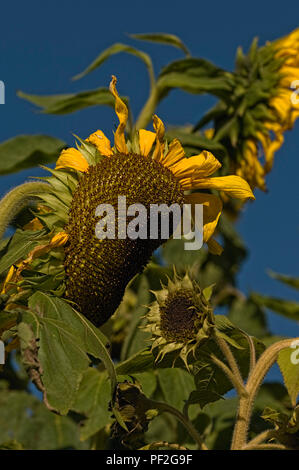 Les têtes de tournesol sur fond de ciel bleu du Hertfordshire, Royaume-Uni Banque D'Images