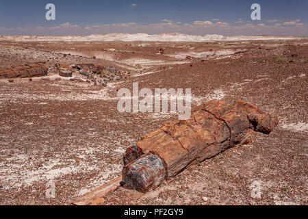 Tronc d'arbre fossilisé dans la Forêt Pétrifiée, Arizona, USA Banque D'Images