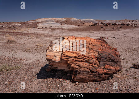 Tronc d'arbre fossilisé dans la Forêt Pétrifiée, Arizona, USA Banque D'Images
