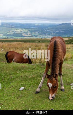 Le pâturage des chevaux sauvages sur la campagne galloise dans Brecon Beacons, Pays de Galles Banque D'Images