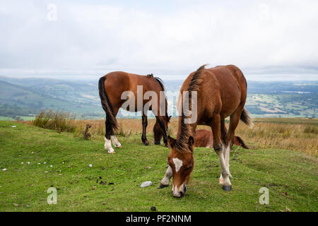 Le pâturage des chevaux sauvages sur la campagne galloise dans Brecon Beacons, Pays de Galles Banque D'Images