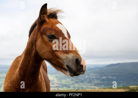 Le pâturage des chevaux sauvages sur la campagne galloise dans Brecon Beacons, Pays de Galles Banque D'Images