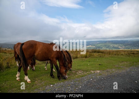 Le pâturage des chevaux sauvages sur la campagne galloise dans Brecon Beacons, Pays de Galles Banque D'Images