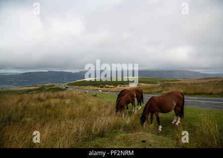 Le pâturage des chevaux sauvages sur la campagne galloise dans Brecon Beacons, Pays de Galles Banque D'Images