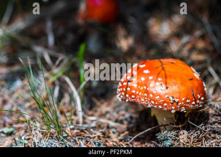 Une belle mais extrêmement toxiques champignons rouge avec des points blancs communément appelé fly fly agaric ou amanita. Toadstool dans une forêt. Également connu sous le nom de Aman Banque D'Images