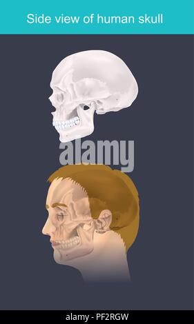 Vue latérale du crâne humain. Illustration infographie. Illustration de Vecteur