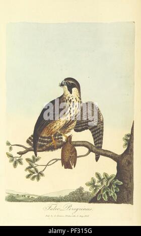 Libre à partir de la page 24 de "British Ornithology ; être l'histoire, avec une représentation en couleur de toutes les espèces connues d'oiseaux britanniques' . Banque D'Images