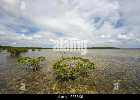Les mangroves rouge sous un ciel assombri peu profondes sur la zostère appartements dans son des cartes, en Floride, à l'ouest de Key Largo. Banque D'Images