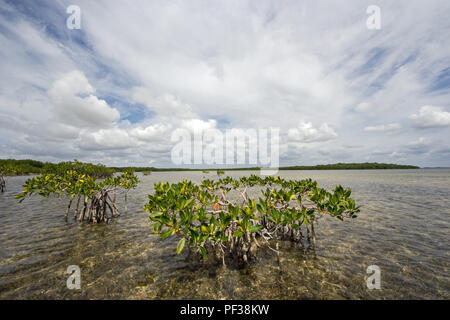 Les mangroves rouge sous un ciel assombri peu profondes sur la zostère appartements dans son des cartes, en Floride, à l'ouest de Key Largo. Banque D'Images